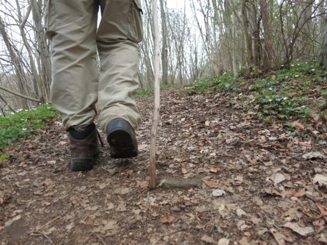 närbild av fötterna på en modern pilgrim som vandrar i vårlandskap bland vitsippor och blåsippor