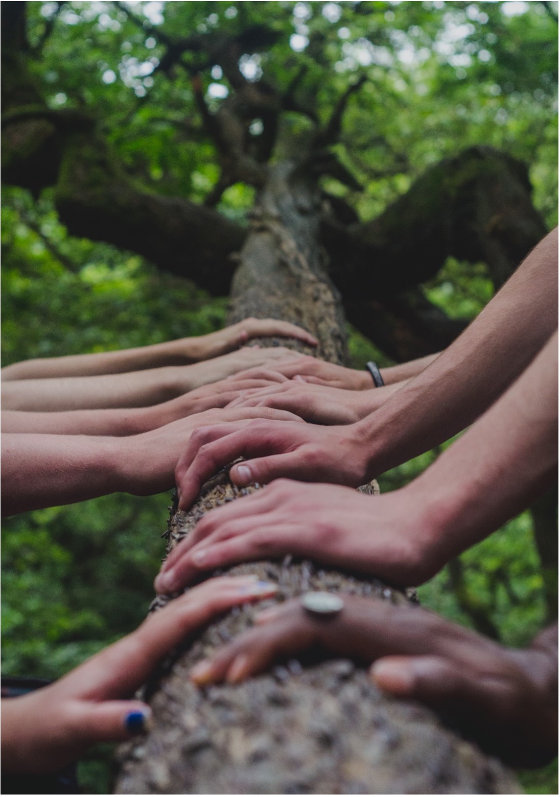 Flera par händer på en trädstam