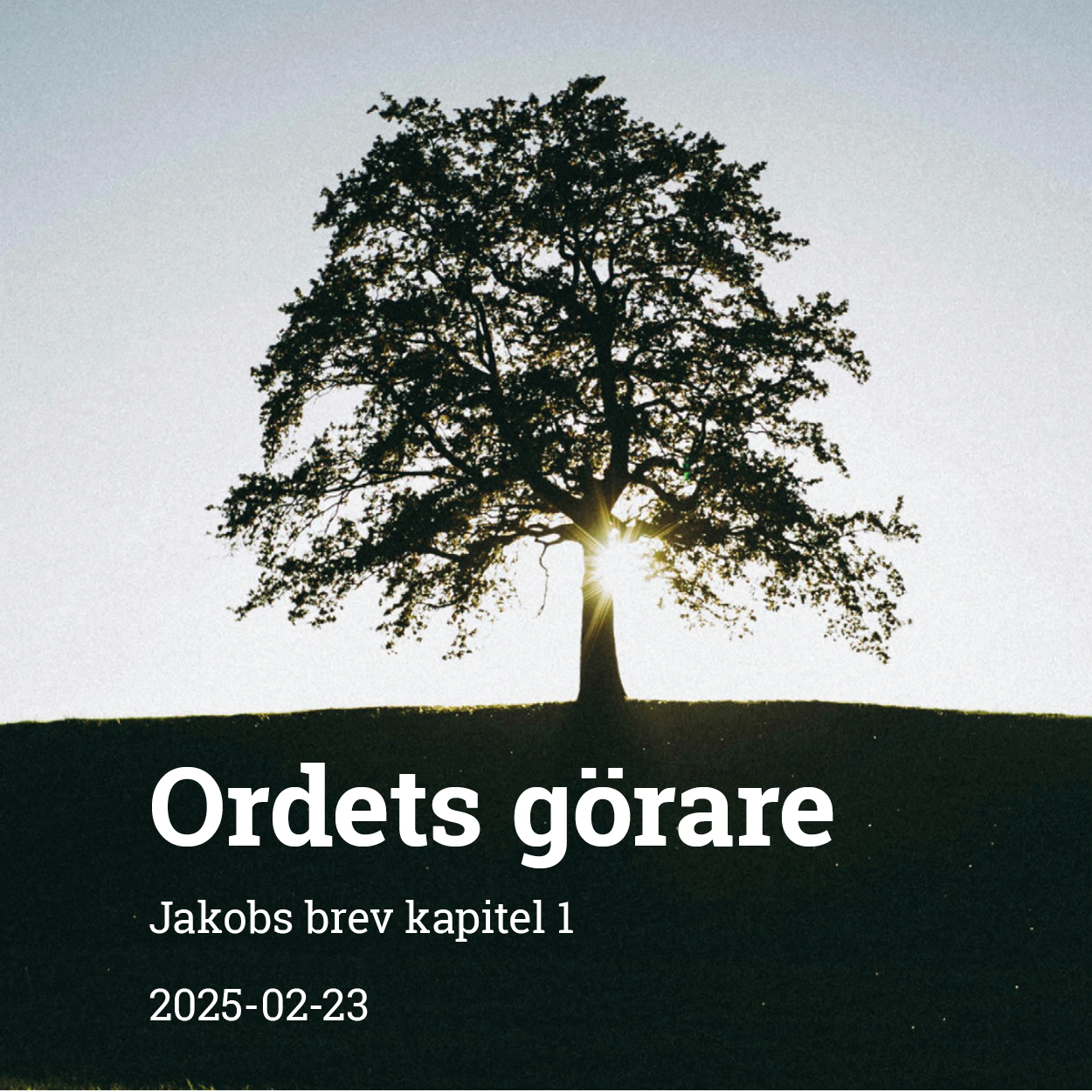 Traäd i silhuett med temat för dagens gudstjänst: Ordets görare (Jakobsbrevet 1)