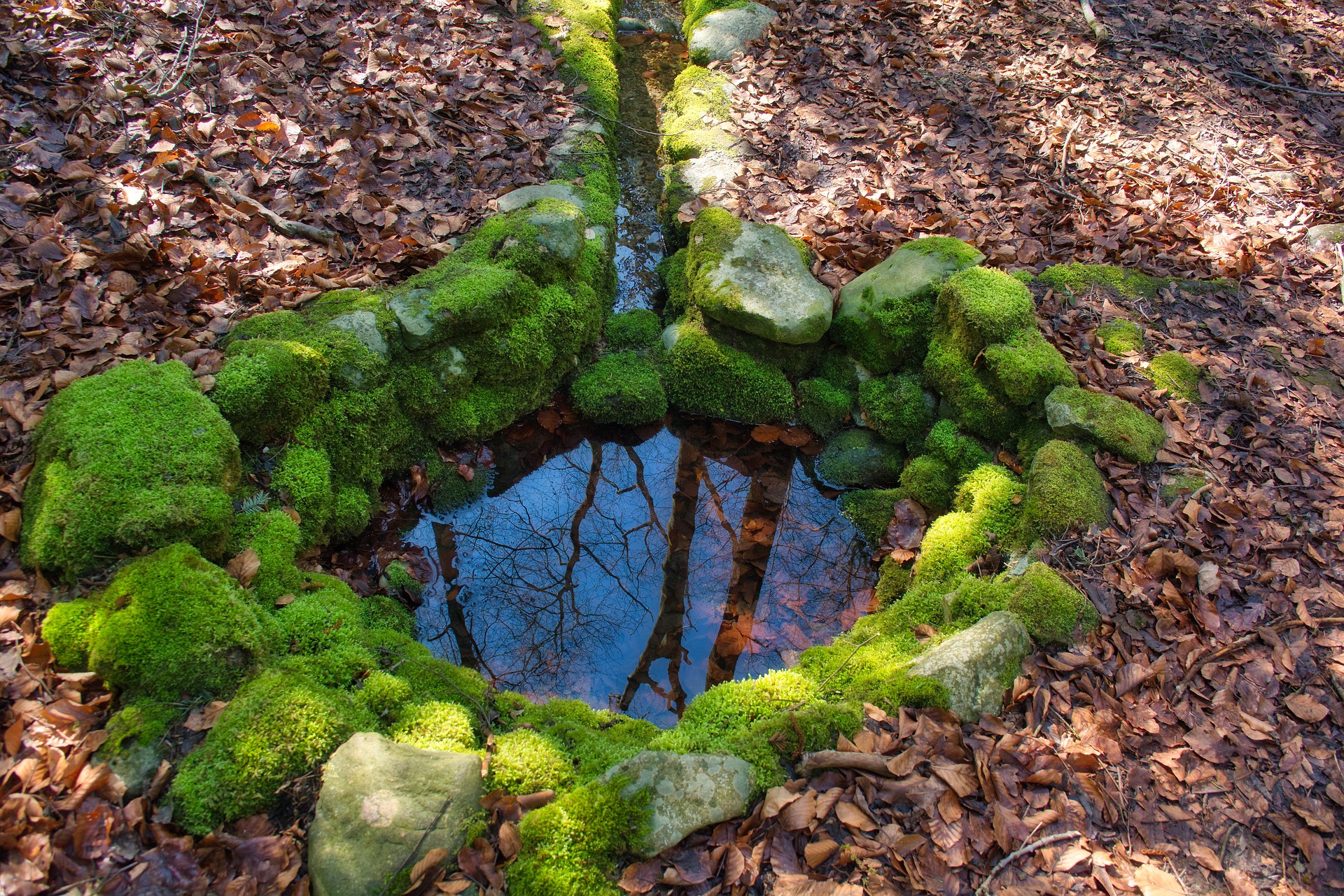 Källa omgiven av mossa och boklöv. Foto: Manfred Antranias Zimmer
