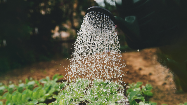 Vattenkanna som bevattnar trädgårdsland